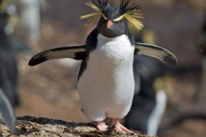 Big penguin - fontos madár fényűző szemöldökkel